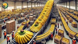 How to Harvest Bananas Using Cableway Systems | Banana Processing in Factory | Farming Documentary