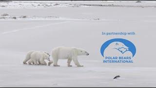 Keeping Wild Places Wild with Polar Bears International