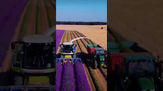 the largest lavender farm in the world  #lavender #shorts