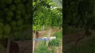 seed grapes yummy  #shortsyoutube #viralreels #foryoupage #shorts #sport #channel #agrivologs