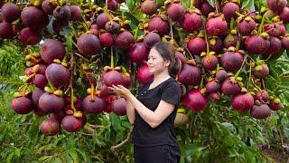 BREAKING! Harvesting Mangosteens Goes To Market Sell - Mangosteen jelly recipe in many shapes