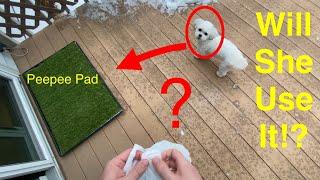 Puppy Potty Training | Pee Pad | Travel Pad | Artificial Grass  Pad Training