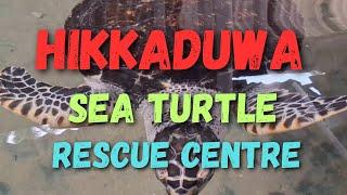 හික්කඩුව | Saving Hikkaduwa's Sea Turtles At Rescue Center! #travelinza #hikkaduwa 