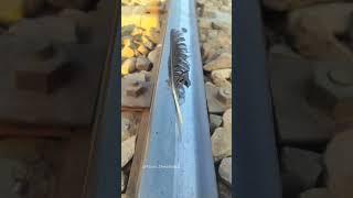 Train vs Eagle Wing #railtrack #wing  #railwayline #railaddictrik #railway #railwaytrack #comparison