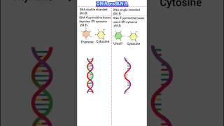 difference between dna and rna | DNA vs RNA | dna and rna differences | DNA और RNA में अन्तर