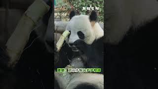 【大熊猫暖暖】吃货暖暖在线教学