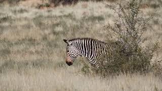 ZEBRA MOUNTAIN NATIONAL PARK 15 JUNE 2023   SD 480p