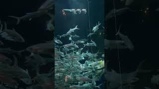 忙碌的魚群 so busy