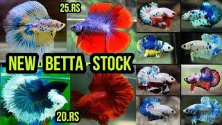 Betta Fish Stock And Price | Betta Farm | Betta's sandip guppy and betta