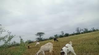 New Animals Amazing Video My Village Info 2022