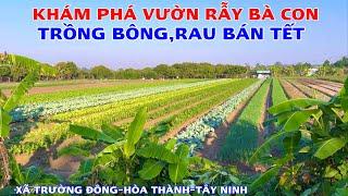 Khám Phá Khu Trồng Nhãn,Và Rau, Bông Bán Tết Của Bà Con Xã Trường Đông, Thị Xã Hoà Thành, Tây Ninh