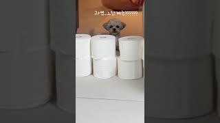 장마철우리댕댕이와실내에서노는방법! #maltipoo #강아지 #puppy #토리의하루 #토리 #말티푸토리