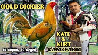 KATE & KURT GAMEFARM - GOLD DIGGER - BIG FARM & QUALITY GAMEFOWL IN THE PHILIPPINES