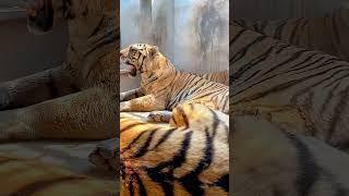 So many big cats  #tigers #cute tiger #tigershow #tigershorts