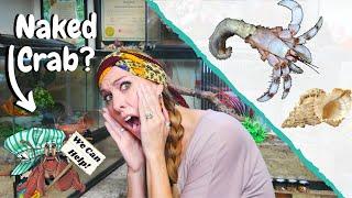 My Hermit Crab Left its SHELL!  What Do I Do? || Naked Hermit Crab Help