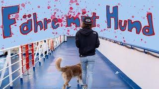 Mit Hund und Camper auf der Fähre nach Sardinien // Urlaub mit Hund // hundplusherz