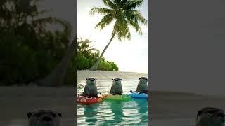 AI Magic: Tropical Otter Paradise—Floating Fun in the Sun ️️