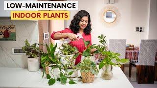 10 Low Maintenance Indoor Plants for Your Home  | Easy House Plants Care Tips