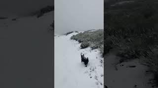 Nevada en la Montaña Palentina - 8 de enero de 2023 (2/2)