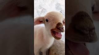 صوت خروف صغير جميل حدا حديث الولادة   baby lamb sound  #sheep#cute 