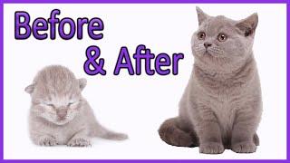 ️ Learn How Baby Kittens Grow: 0-10 Weeks! [British Shorthair Lilac Kitten] Compilation