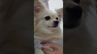 مامانش خیلی دوستش داره،چه دندونی هم نشون میده #dog #shortvideo