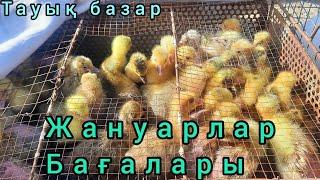 КЫЗЫЛОРДА ИТ,ТАУЫҚ, ҚОЯН, БАЗАРЫ. Және олардың бағалары