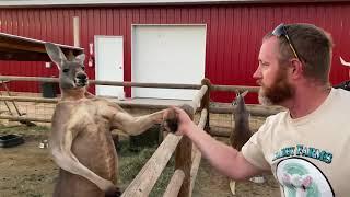 Kangaroo vs. Human - Boxing and arm wrestling