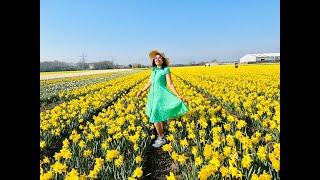 Tulip Festival 2023 in Netherland-Part 1(#netherlands #tulipfestival #amsterdam #tulipseason )