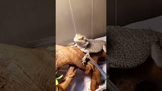 Bearded Dragon vs super worm