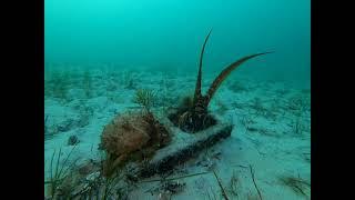 Octopus Mating