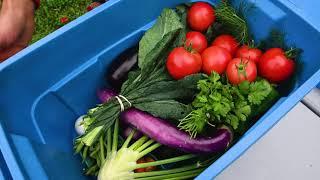 Organic Vegetable CSA Baskets 2021