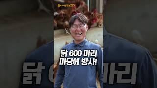 한 번에 600마리의 닭을 마당에 방사한다?!