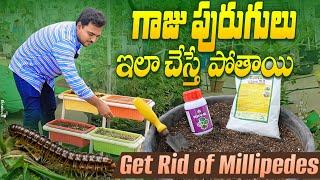 Get rid of Millipedes easily గాజు పురుగులు ఇలా చేస్తే పోతాయి