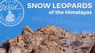 Snow Leopards of the Himalayas Expedition