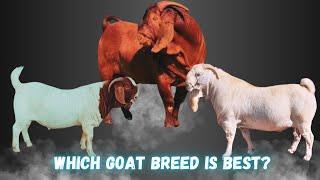 Boer Goats vs. Savanna Goats vs. Kalahari Red Goats | Key Differences and Advantages