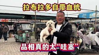 拉布拉多自带血统，品相真的太“哇塞”，亮哥二话不说直接盘