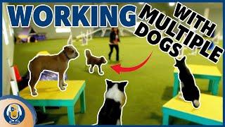 Training Multiple Dogs To Wait Turns And Relax #181 #podcast