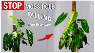 Ultimate Guide to Moss Pole Extensions that Don’t FALL!