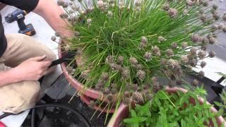 Drip Irrigation for container gardening - GardenFork