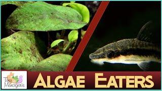 Introducing Algae Eaters Into Your Aquarium