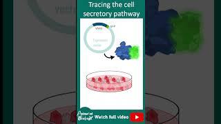 VSVGfp to visualize vesicular transport | vesicular transport | cell bio in 1 minute