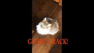 #shorts  Kitty Krack  #bigcats #cats #cutecats #orange #ginger #crack #temptations #catlovers