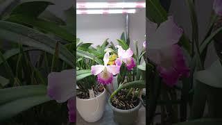 Orchids & Hoyas in Bloom & Bud rn in My Indoor NYC Grow Space 
