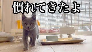 ブリティッシュショートヘアの子猫って、こんなに激しいの？