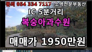 (NO.588) 영천땅 영천부동산 IC 5분거리 복숭아과수원 매매가 1950만원           땅사모TV