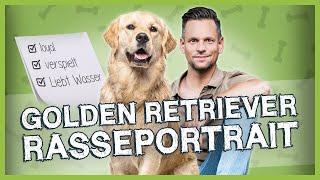 GOLDEN RETRIEVER: Herkunft, Wesen und Anforderungen [Rasseportrait]