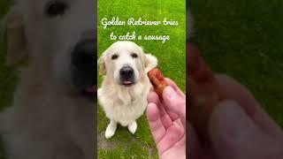 Sonny the Golden Retriever Tries to Catch a Sausage #shorts