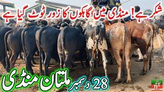 Multan Cow Mandi Fresh Latest Video || Cholistani Ablk Nukre Sahiwal Bachre || Cow Mandi 2024