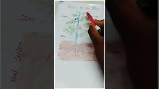 parts of the plants  Tanushree creations ️